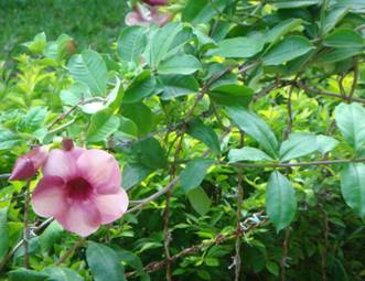 ALLAMANDA CATHARTICA